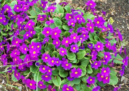 ad071705f20e1ea01625ec283083ce965966149d