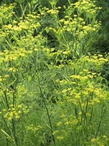 foeniculum vulgare