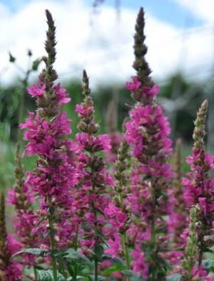 lythrum salicaria robert