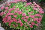 rozchodnik okazały "Brillant" (łac. Sedum spectabile) kod: 0180