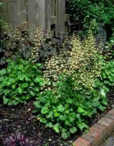 żurawka drżączkowata "Schneewittchen" (łac. Heuchera brizoides) kod: 3384