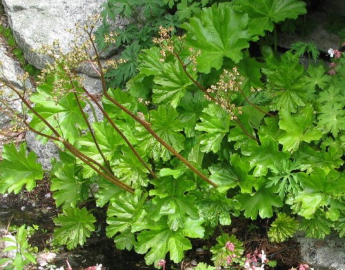 Peltiphyllum pelantum nana damera