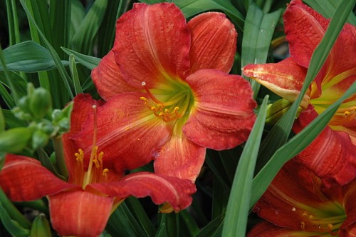 Hemerocallis Red Rum
