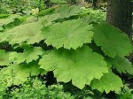 rodgersja tarczolistna (łac. Rodgersia tabularis) kod: 1666