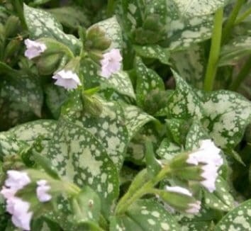 Pulmonaria Moonshine