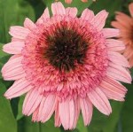 jeżówka  "Raspberry Truffle" (łac. Echinacea) kod: 9315