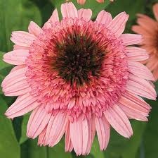 Echinacea Raspberry Truffle .jpeg