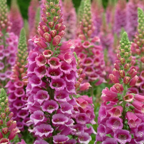 Digitalis purpurea.jpg