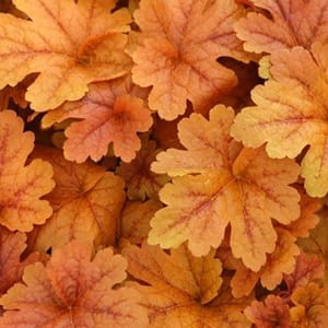 Heucherella-Buttered-Rum
