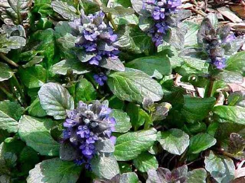 Ajuga Catlin's Giant.jpg