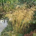 śmiałek darniowy "Goldgehange" (łac. Deschampsia cespitosa) kod: 8869