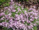 łyszczec rozłogowy "Knuddel" (łac. Gypsophila repens) kod: 5779