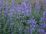 kocimiętka Faassena "Six Hills Giant" (łac. Nepeta x faassenii) kod: 3007