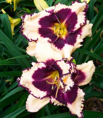 5b6004e7fbc3c97bfc01a5dc41a5af1e9b4ea59d