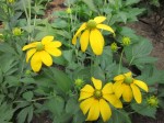 rudbekia lśniąca "Herbstsonne" (łac. Rudbeckia nitida) kod: 1089