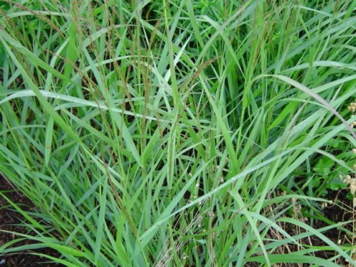 Panicum virgatum Warrior.jpg