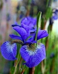 Iris sibirica Blau