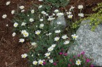 rumian karpacki "Karpatenschnee" (łac. Anthemis carpatica) kod: 0521