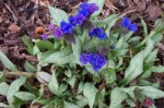 miodunka  "Cotton Cool" (łac. Pulmonaria) kod: 8366