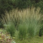 trzęślica modra "Dauerstrahl" (łac. Molinia caerulea) kod: 9107
