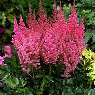 Astilbe_Veronica Close
