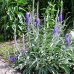 przetacznik siwy "Silberteppich" (łac. Veronica incana) kod: 0176