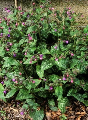Pulmonaria officinalis Mrs Moon