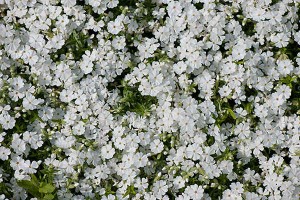 płomyk szydlasty "Maischnee" (łac. Phlox subulata) kod: 0015