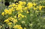 smagliczka skalna "Compactum" (łac. Alyssum saxatile) kod: 0005