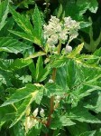 wiązówka błotna "Variegata" (łac. Filipendula ulmaria) kod: 0568