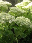 rozchodnik okazały "Star Dust" (łac. Sedum spectabile) kod: 0183