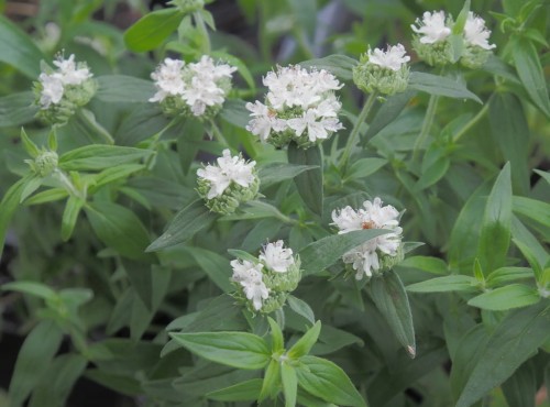 Scabiosa canescens  Alba