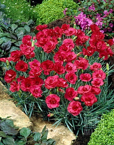 DIANTHUS PLUMARIUS MUNOT