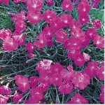 goździk siny "Scayness Hill" (łac. Dianthus gratianopolitanus) kod: 3107