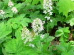 tiarella sercolistna (łac. Tiarella cordifolia) kod: 1012