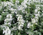 kocimiętka Faassena "Alba" (łac. Nepeta x faassenii) kod: 3048