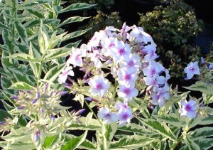 płomyk wiechowaty "Creme de Menthe" (łac. Phlox paniculata) kod: 9888