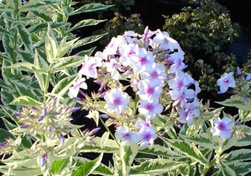 9babcb9197b7b56244b282333310700a411f186d