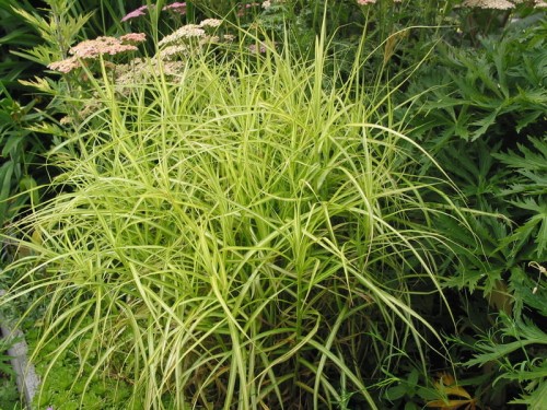 Carex muskingumensis Silberstreif.JPG
