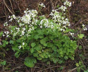 rzeżucha trójlistkowa (łac. Cardamine trifolia) kod: 2084