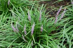 liriope  (łac. Liriope muscari) kod: 1291