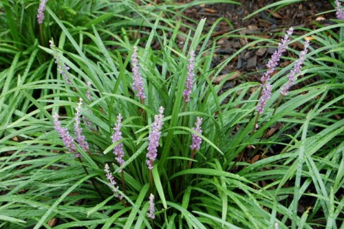 Liriope muscari.jpeg
