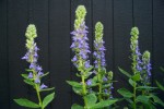 stroiczka wielka "Blaue Auslese" (łac. Lobelia siphilitica) kod: 2338
