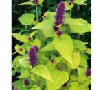 kłosowiec  "Golden Jubilee" (łac. Agastache) kod: 8306