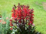 stroiczka  (łac. Lobelia cardinalis) kod: 2449