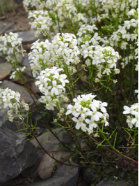 Arabis wilczekii