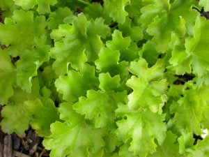 żurawka  "Lime Rickey" (łac. Heuchera) kod: 8877