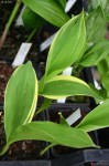 konwalia majowa "Hofheim" (łac. Convallaria majalis) kod: 8741