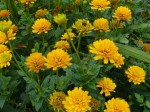 słoneczniczek szorstki "Asahi" (łac. Heliopsis helianthoides) kod: 8811