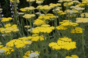 krwawnik  "Coronation Gold" (łac. Achillea) kod: 1273